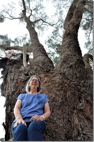 Maldon's Bev Phillips with one of the town's pre-European living treasures - a Eucalyptus melliodora, or yellow box, estimated to be 530 years old.