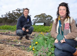 War on fruit fly Sas Allardice and Mel Willard of Gung Hoe Growers are among those at Harcourt welcoming grants to help combat Queensland fruit fly.