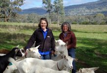 Goats have the goods Anne-Marie Monda and Carla Meurs of Holy Goat Cheese with some of their goats at their organic farm in Sutton Grange.