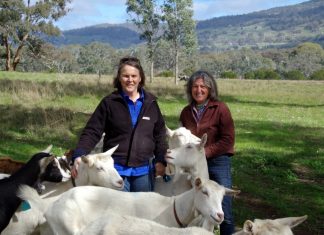 Goats have the goods Anne-Marie Monda and Carla Meurs of Holy Goat Cheese with some of their goats at their organic farm in Sutton Grange.