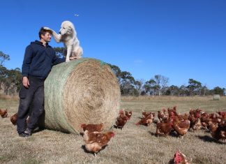 Young farmer spreads wings Benjamin Way with maremma Lucy who has proven to be a great companion and protector of the hens. Photo: Amy Hume