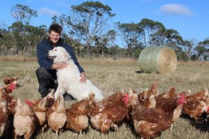 Benjamin Way with maremma Lucy who has proven to be a great companion and protector of the hens. Photo: Amy Hume