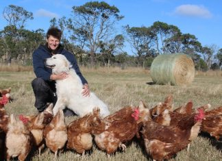Delicious award winners fly high Benjamin Way with maremma Lucy who has proven to be a great companion and protector of the hens. Photo: Amy Hume