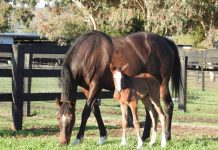 Makybe Diva’s local girl Super mare, three-time Melbourne Cup winner Makybe Diva gave birth to a filly early Friday morning. And dad is a local lad, one of Australia's pre-eminent stallions named Written Tycoon who stands at Woodside Park stud at Tylden.