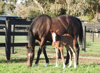 Makybe Diva’s local girl Super mare, three-time Melbourne Cup winner Makybe Diva gave birth to a filly early Friday morning. And dad is a local lad, one of Australia's pre-eminent stallions named Written Tycoon who stands at Woodside Park stud at Tylden.
