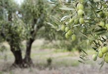 Farm zone housing still a ripe issue Olive growers in Pastoria's east have argued their farm would suffer without the constant on-ground care that a house on their property would allow them to deliver.