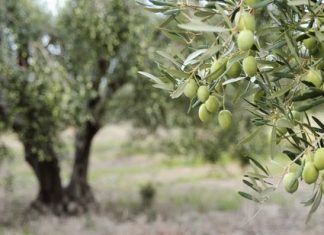 Farm zone housing still a ripe issue Olive growers in Pastoria's east have argued their farm would suffer without the constant on-ground care that a house on their property would allow them to deliver.