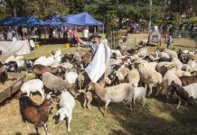 Fun on the farm Carlsruhe Fire Brigade's Wine and Food Festival will be held at Farmer Darryl's Animal Farm in Kyneton on November 4. Photo: Howard Maylor