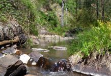 Taking care of the Coliban River Coliban River, below Trentham.