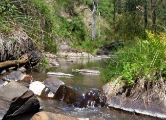 Taking care of the Coliban River Coliban River, below Trentham.