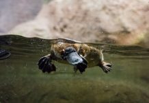 Platypus plans Photo: Zoos Victoria