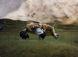 Platypus plans Photo: Zoos Victoria