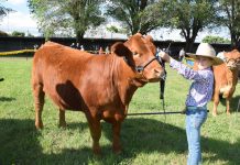 Sisters get show-ready Rhiannon Hohnberg, then 11, shows off her cattle handling skills at last year's Kyneton Show.