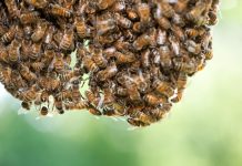 Don’t panic, call a beekeeper! Swarming bees have no home to defend and their only concern at that point is finding a new one.