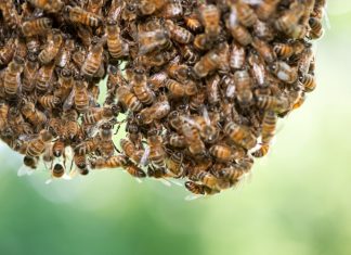 Don’t panic, call a beekeeper! Swarming bees have no home to defend and their only concern at that point is finding a new one.