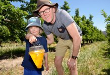 A way of life under threat Harcourt's Terry Willis and young son, Sonny, check a male fruit fly trap in one of Harcourt's commercial apple orchards - ahead of this Saturday's fruit fly action plan launch.