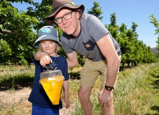 A way of life under threat Harcourt's Terry Willis and young son, Sonny, check a male fruit fly trap in one of Harcourt's commercial apple orchards - ahead of this Saturday's fruit fly action plan launch.