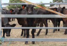 Yards too hot? Scorching temperatures brought animal welfare to the fore as Kyneton prepared for its annual weaner calf sale last Wednesday.