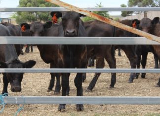 Yards too hot? Scorching temperatures brought animal welfare to the fore as Kyneton prepared for its annual weaner calf sale last Wednesday.