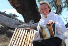 Idea the bee’s knees Claire Moore hopes to help solve the global problem of bee decline from her own backyard in Kyneton.
