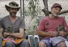 Too hot to bear… Glenn Cottier and Clive Bodle hold some of the many baby koalas that have been rescued.