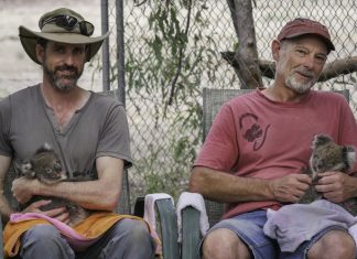 Too hot to bear… Glenn Cottier and Clive Bodle hold some of the many baby koalas that have been rescued.