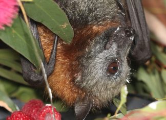 Ditch deadly netting