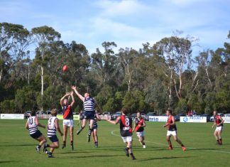 Cool Cats open with win