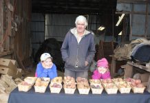 Cranberry, crimson and sapphire! John Dunn is teaching his granddaughters Sophie and Anna how to determine when the spuds are ready for harvest.