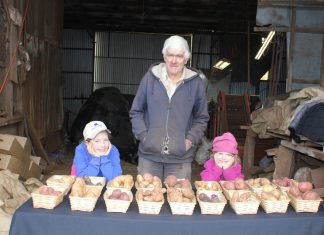 Cranberry, crimson and sapphire! John Dunn is teaching his granddaughters Sophie and Anna how to determine when the spuds are ready for harvest.