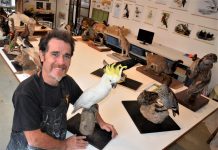 Meet the museum makers Museum preparator, Castlemaine's Ewin Wood, with natural history taxidermy display models ahead of next month's taxidermy workshop.