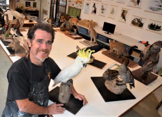 Meet the museum makers Museum preparator, Castlemaine's Ewin Wood, with natural history taxidermy display models ahead of next month's taxidermy workshop.