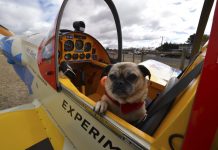 Sky-high result for cancer fundraiser Local pilot Norm Edmunds turned heads with his brightly painted 'Starlet' sports aircraft which came completed with a rocket-powered pooch named Polly. Photo: ietsystems.com.au