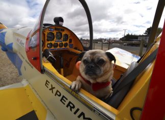 Sky-high result for cancer fundraiser Local pilot Norm Edmunds turned heads with his brightly painted 'Starlet' sports aircraft which came completed with a rocket-powered pooch named Polly. Photo: ietsystems.com.au