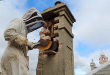 Buzz about a chimney