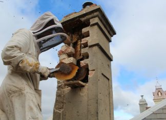 Buzz about a chimney