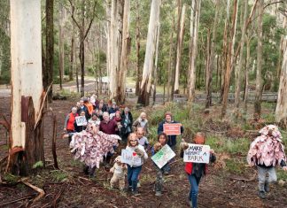 A win for conservation – National Park recommended for the Wombat Forest