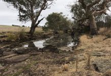 Contaminated water flows again