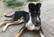 Twilight market to help Doof