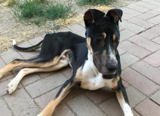 Twilight market to help Doof