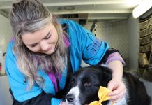 Calling all Mount Alexander Business Awards nominees