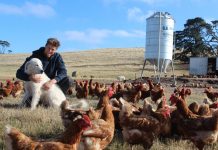 Give an old chook a happy retirement