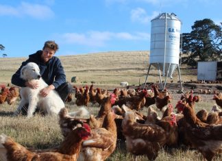 Give an old chook a happy retirement