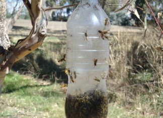 Take the sting out of summer with DIY wasp control