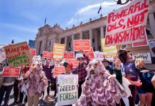 Forest friends unite