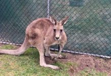 Roo shot near Woodend devastates wildlife rescuers