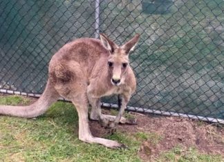 Roo shot near Woodend devastates wildlife rescuers