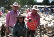 Soft ewe shuffle at Kyneton