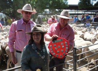 Soft ewe shuffle at Kyneton