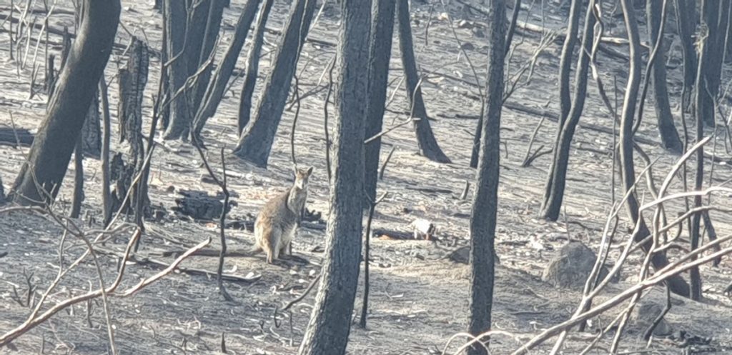 Macedon Ranges wildlife rescuers head to fire grounds